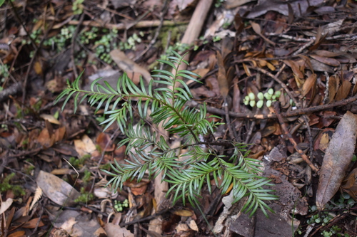 Prumnopitys ferruginea observed 2026-10-25
