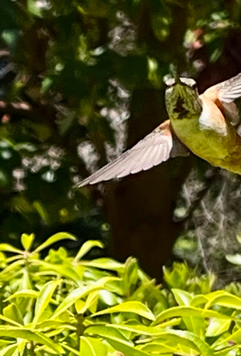 Rufous Hummingbird