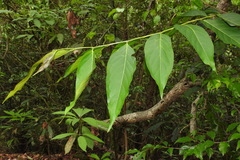 Glochidion lanceolatum