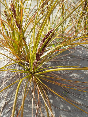 Ficinia spiralis observed 2026-10-25