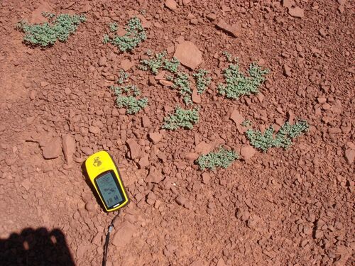 Euphorbia fendleri