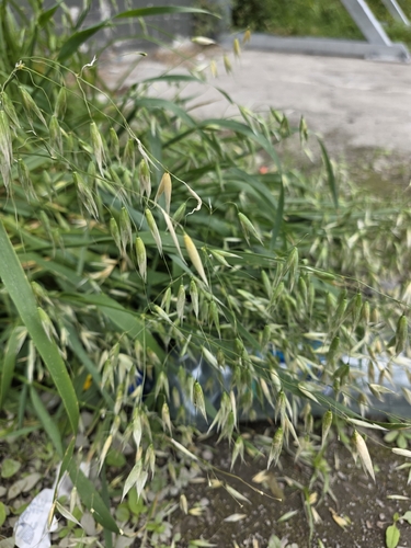 Avena sativa observed 2026-10-25