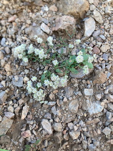 Abert's buckwheat