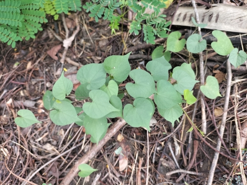 Ipomoea obscura observed 2026-10-25