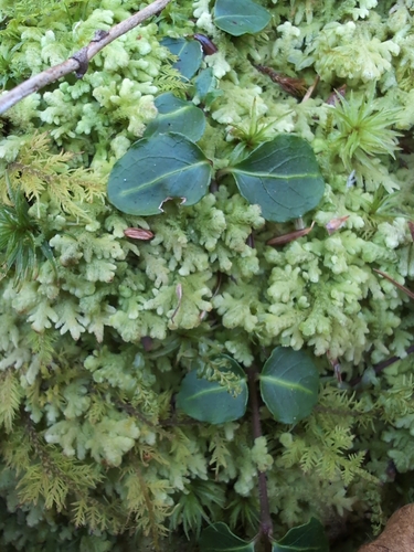 Trichocolea tomentella observed 2026-10-23