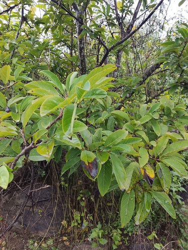 Annona squamosa observed 2026-10-25