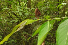 Glochidion lanceolatum