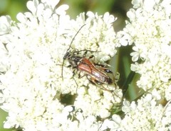 Stenopterus ater