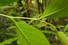 Glochidion lanceolatum