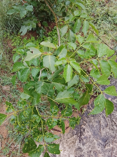 Pongamia pinnata observed 2026-10-25