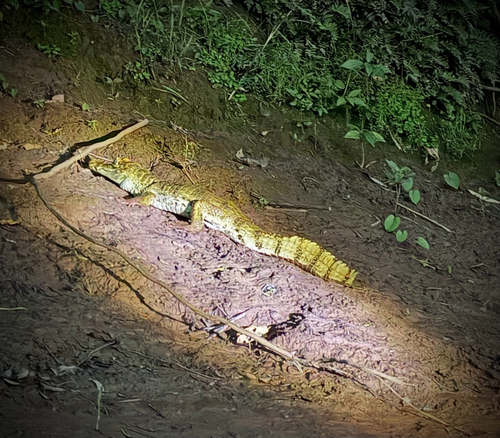Caiman crocodilus observed 2026-10-24