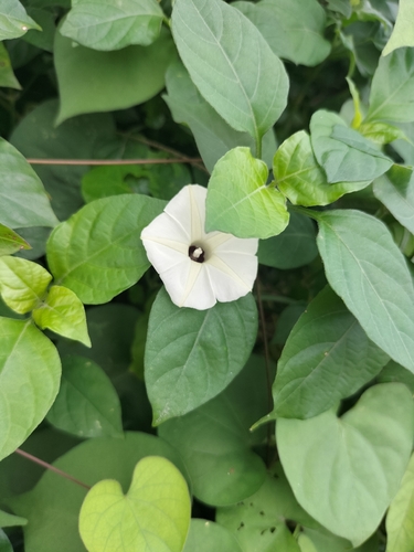 Ipomoea obscura observed 2026-10-25
