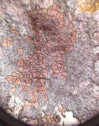 Brown Cobblestone Lichen