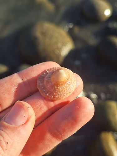 Crucibulum spinosum observed 2026-10-24