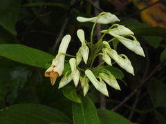 Calyptrion arboreum