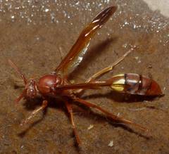 Belonogaster lateritia