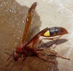 Belonogaster lateritia