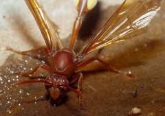 Belonogaster lateritia