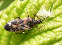Anthocoris nemoralis