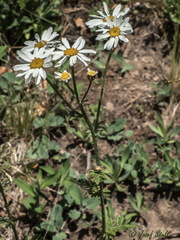 Tanacetum corymbosum