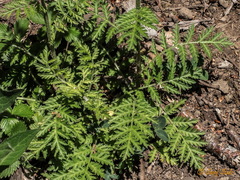 Tanacetum corymbosum