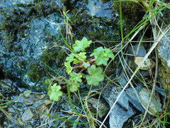 Alchemilla filicaulis vestita
