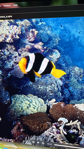 Amphiprion clarkii observed 2026-10-25