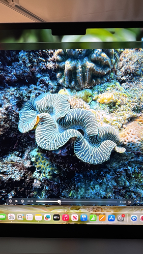 Tridacna maxima observed 2026-10-25