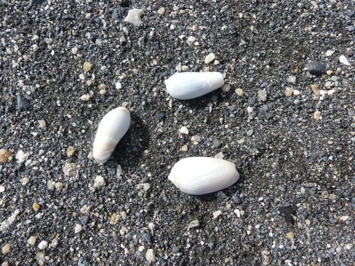 Oliva peruviana observed 2026-10-23