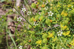 Thesium divaricatum