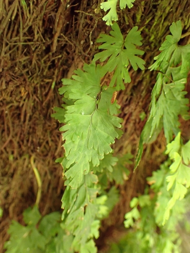 Hymenophyllum flabellatum observed 2026-10-23