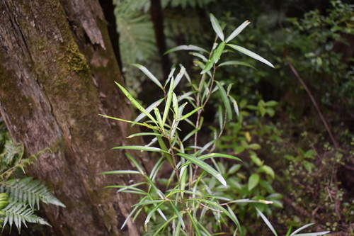 Nestegis lanceolata observed 2026-10-25