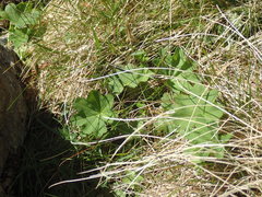 Alchemilla glabra