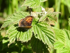 Lycaena helle