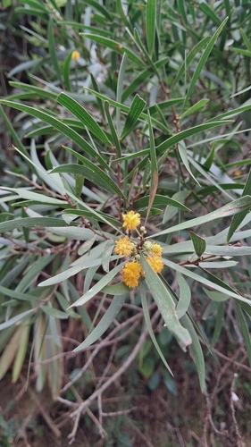 Acacia confusa observed 2026-10-25