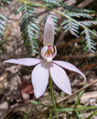 Caladenia carnea observed 2026-10-25