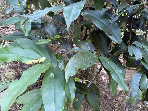 Diospyros blancoi observed 2026-10-25