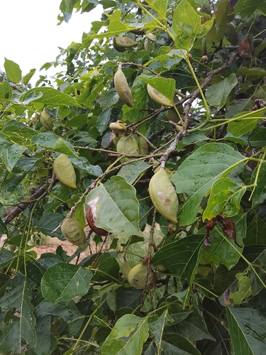 Pongamia pinnata observed 2026-10-25