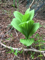 Veratrum viride eschscholtzianum