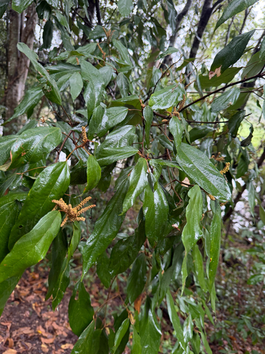 Mallotus philippensis observed 2026-10-25