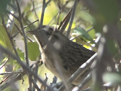 Rufous-crowned Sparrow