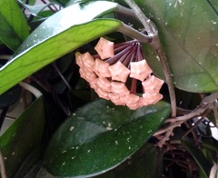 Hoya carnosa