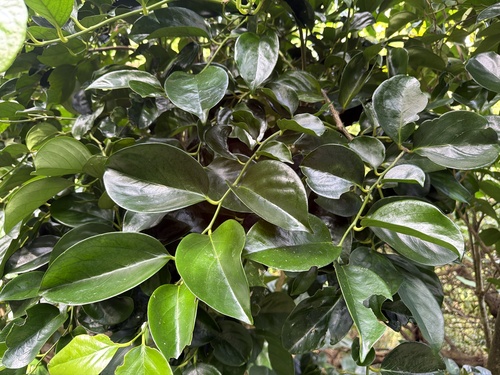 Diospyros maritima observed 2026-10-25