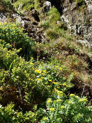 Caltha palustris