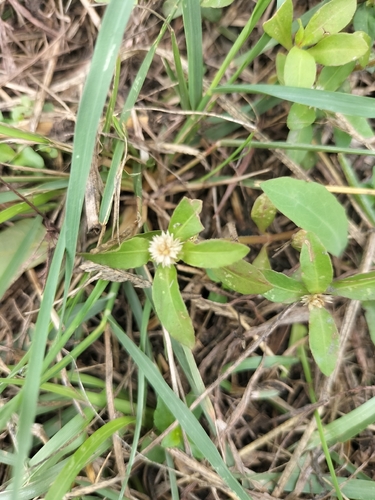 Alternanthera sessilis observed 2026-10-25