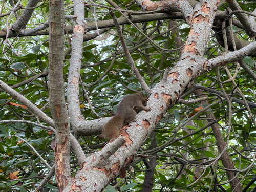 Callosciurus notatus observed 2026-10-25