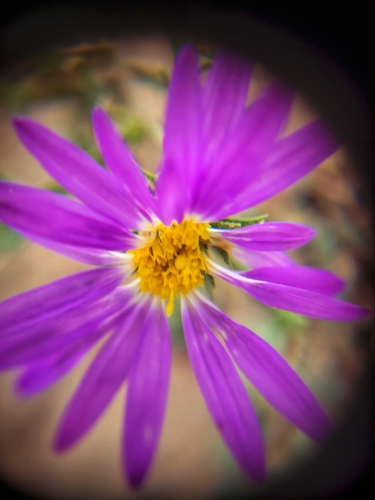 Tahoka daisy