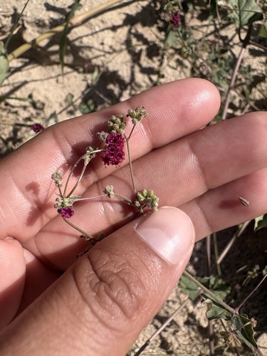 Boerhavia diffusa observed 2026-10-24