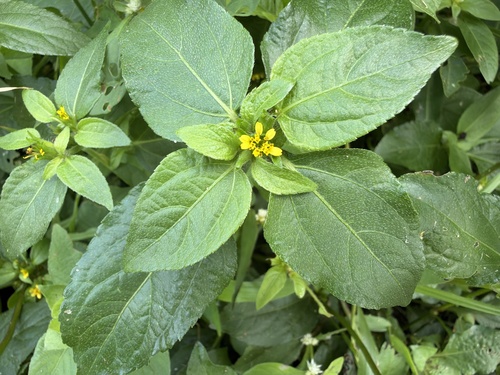 Synedrella nodiflora observed 2026-10-25
