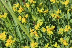 Cardiophorus biguttatus